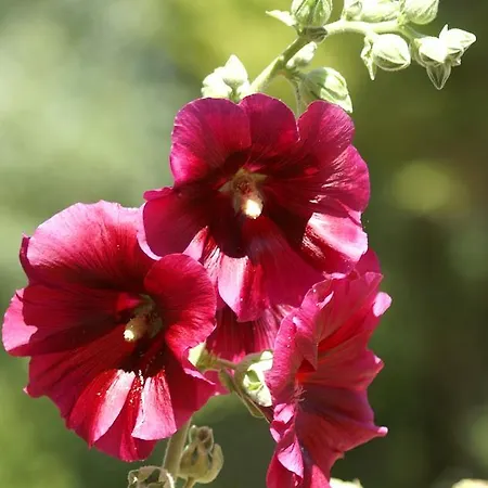 منتزه العطل Le Clos Fleuri مُدي