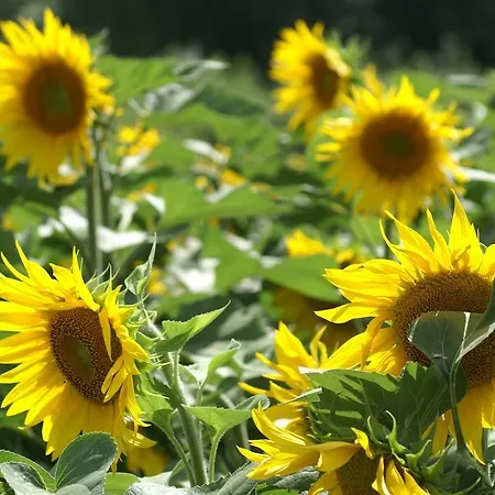 Le Clos Fleuri مُدي