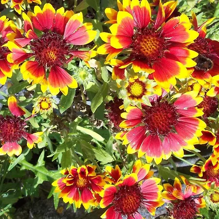 Le Clos Fleuri مُدي