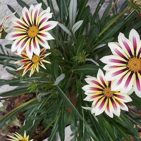 منتزه العطل Le Clos Fleuri 4*