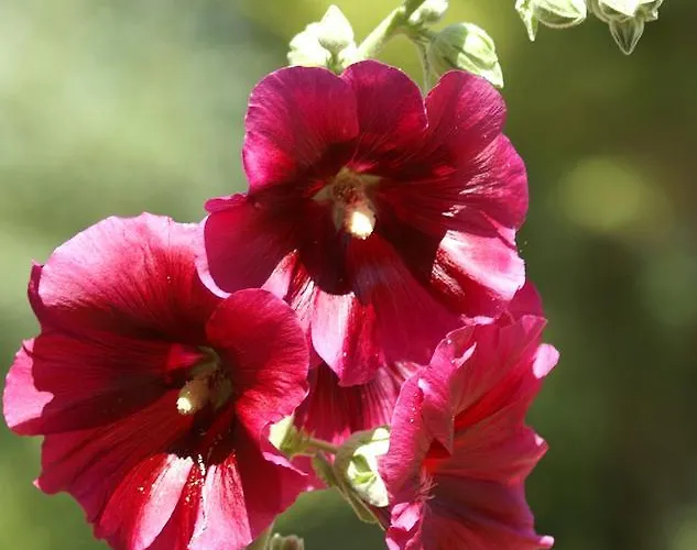 פארק נופש Le Clos Fleuri Médis