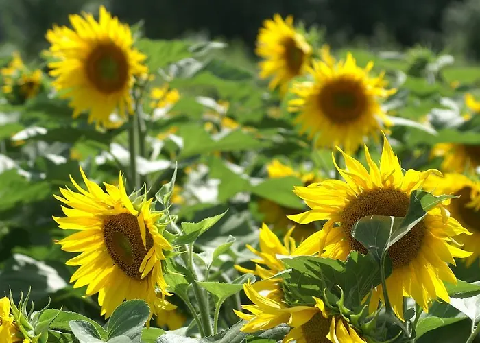 Le Clos Fleuri Médis